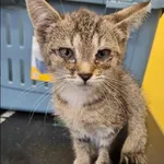 Znaleziono kota