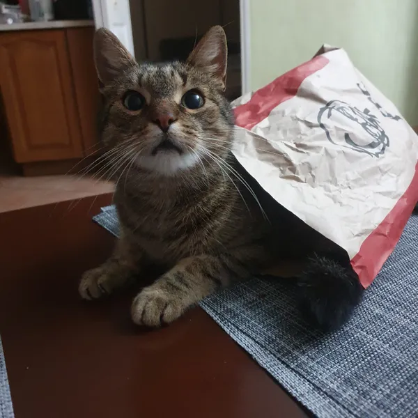 Zaginął kot, Lublin, Ponikwoda, 3 sierpnia 2025 (1/2)