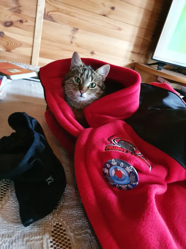 Zaginął kot, Lublin, Ponikwoda, 3 sierpnia 2025 (2/2)