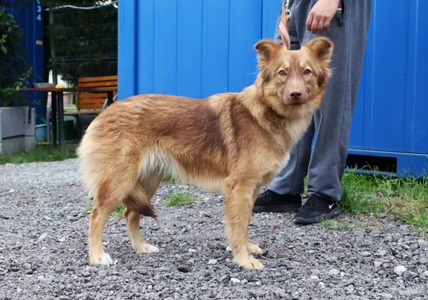 Znaleziono psa, Łódź, 3 sierpnia 2025 (2/3)