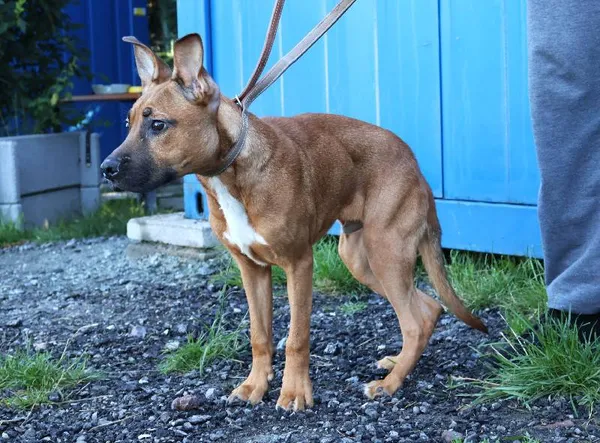 Znaleziono psa, Łódź, 2 sierpnia 2025 (2/5)