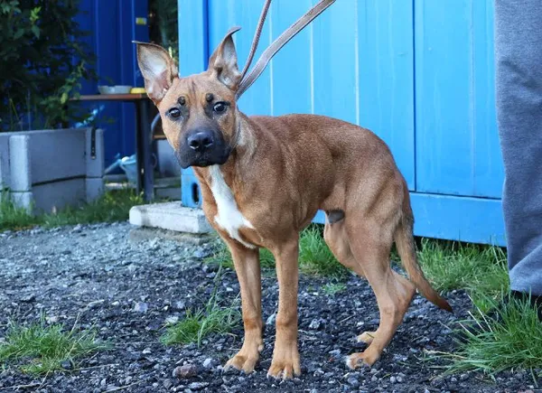 Znaleziono psa, Łódź, 2 sierpnia 2025 (3/5)