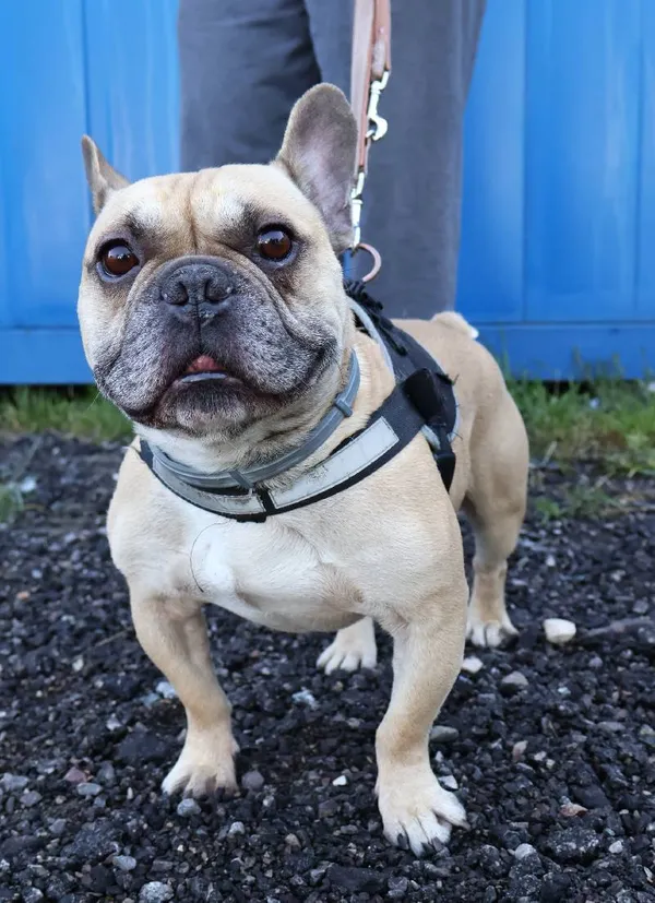 Znaleziono psa, Łódź, 2 sierpnia 2025 (3/3)