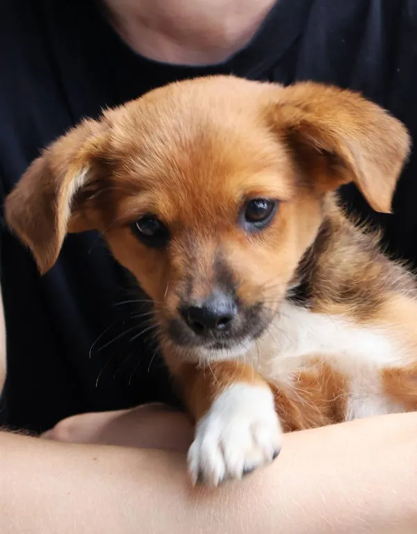 Znaleziono psa, Łódź, 2 sierpnia 2025 (4/5)