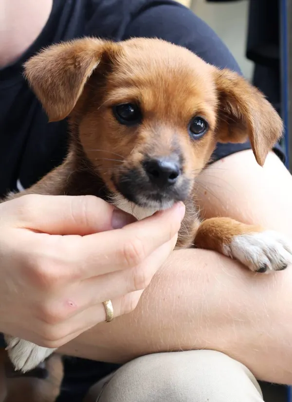 Znaleziono psa, Łódź, 2 sierpnia 2025 (5/5)