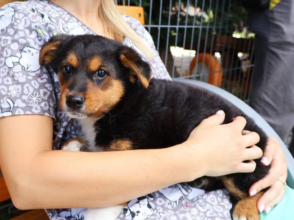 Znaleziono psa, Łódź, 2 sierpnia 2025 (2/3)