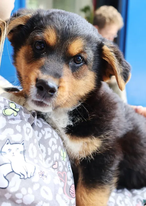 Znaleziono psa, Łódź, 2 sierpnia 2025 (3/3)