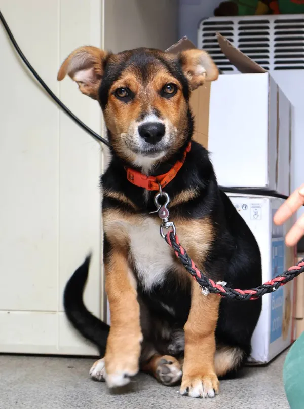 Znaleziono psa, Łódź, 2 sierpnia 2025 (2/5)