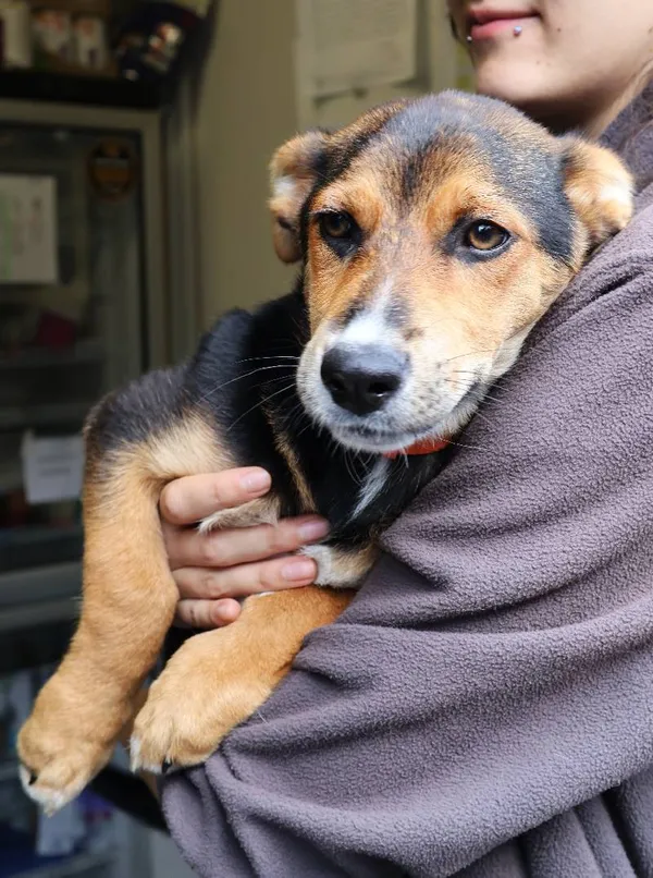 Znaleziono psa, Łódź, 2 sierpnia 2025 (5/5)