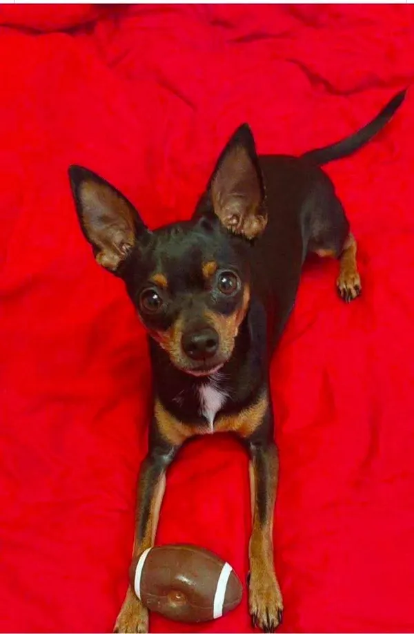 Zaginął pies, Wola Gołkowska, 3 sierpnia 2025