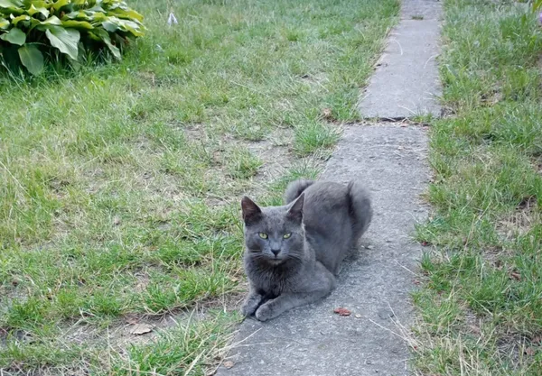 Znaleziono kota, Łódź, 3 sierpnia 2025