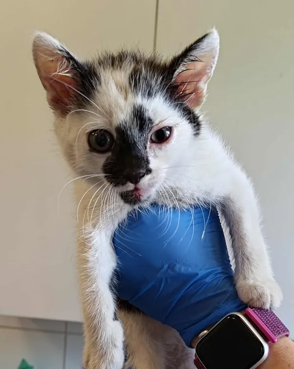 Znaleziono kota, Lublin, 1 sierpnia 2025