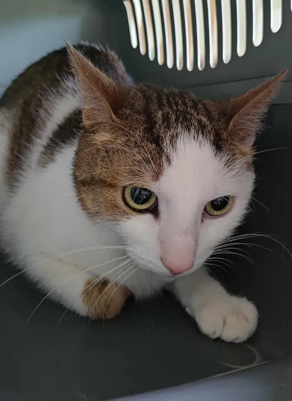 Znaleziono kota, Lublin, 2 sierpnia 2025