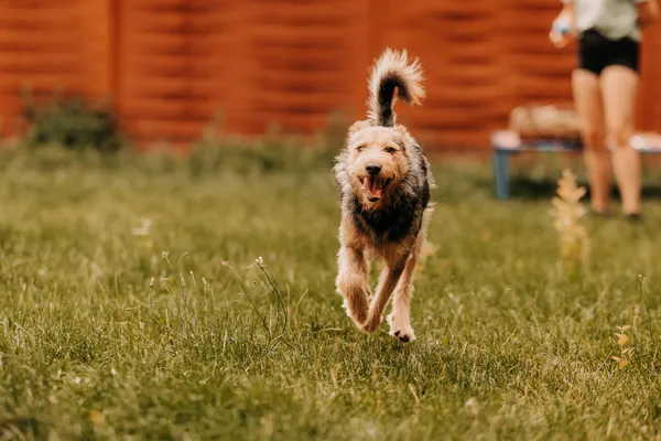 Pies do adopcji, Czartki, 3 sierpnia 2025 (3/5)