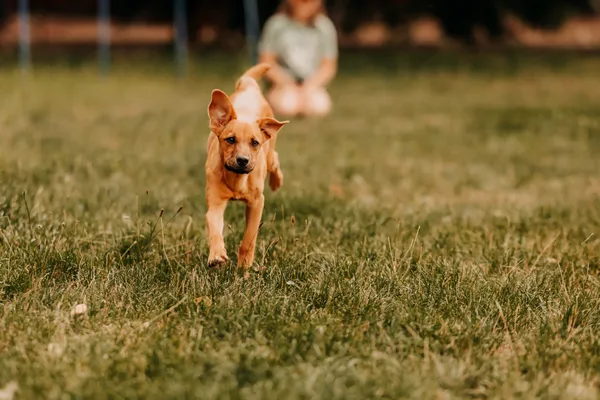 Pies do adopcji, Czartki, 3 sierpnia 2025 (3/5)