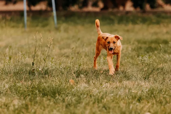 Pies do adopcji, Czartki, 3 sierpnia 2025 (4/5)