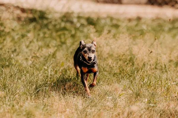 Pies do adopcji, Czartki, 3 sierpnia 2025 (4/5)