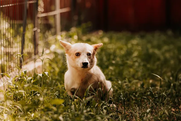 Pies do adopcji, Czartki, 3 sierpnia 2025 (1/2)