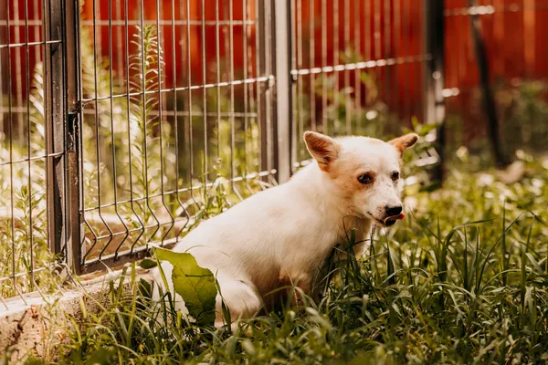 Pies do adopcji, Czartki, 3 sierpnia 2025 (2/2)