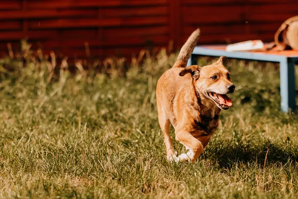 Pies do adopcji, Czartki, 3 sierpnia 2025 (2/5)