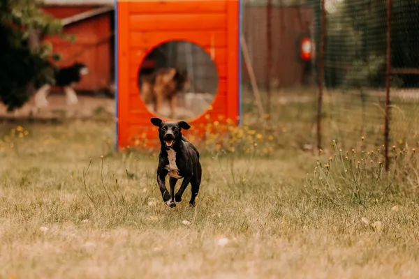 Pies do adopcji, Czartki, 3 sierpnia 2025 (1/5)