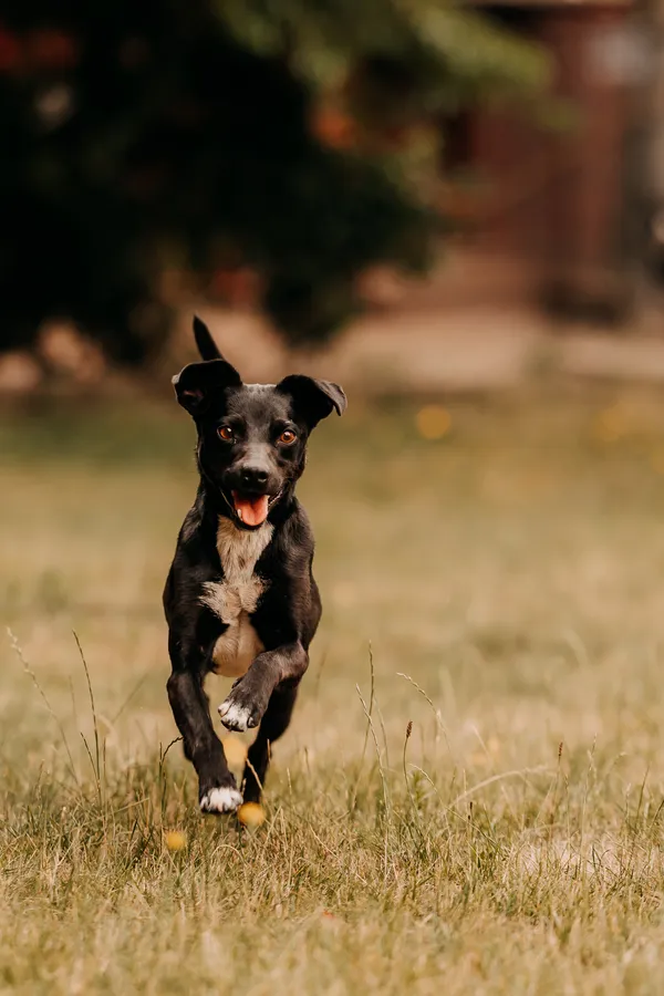 Pies do adopcji, Czartki, 3 sierpnia 2025 (3/5)