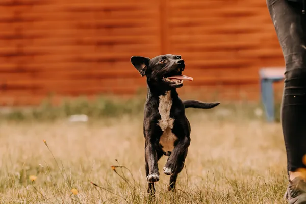 Pies do adopcji, Czartki, 3 sierpnia 2025 (5/5)