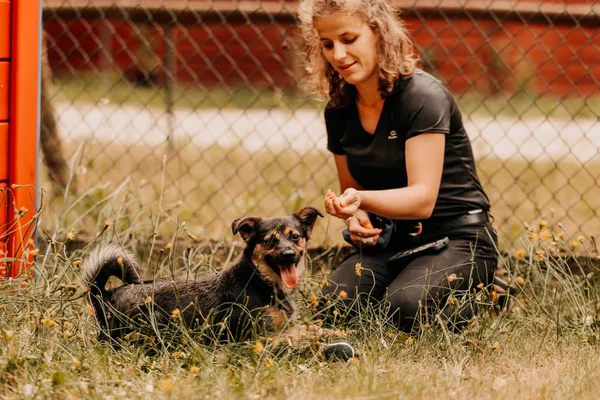 Pies do adopcji, Czartki, 3 sierpnia 2025 (5/5)