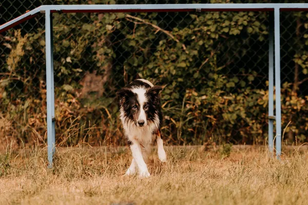 Pies do adopcji, Czartki, 3 sierpnia 2025 (4/5)
