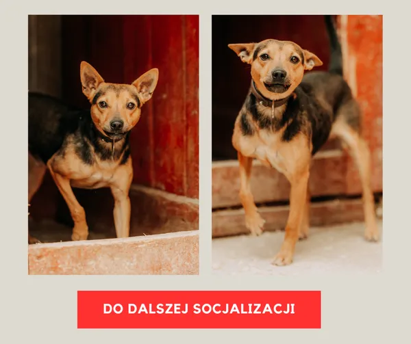 Pies do adopcji, Czartki, 3 sierpnia 2025