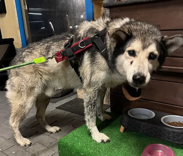 Znaleziono psa, Gdańsk, 3 sierpnia 2025