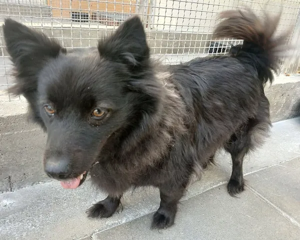 Znaleziono psa, Gdańsk, 3 sierpnia 2025