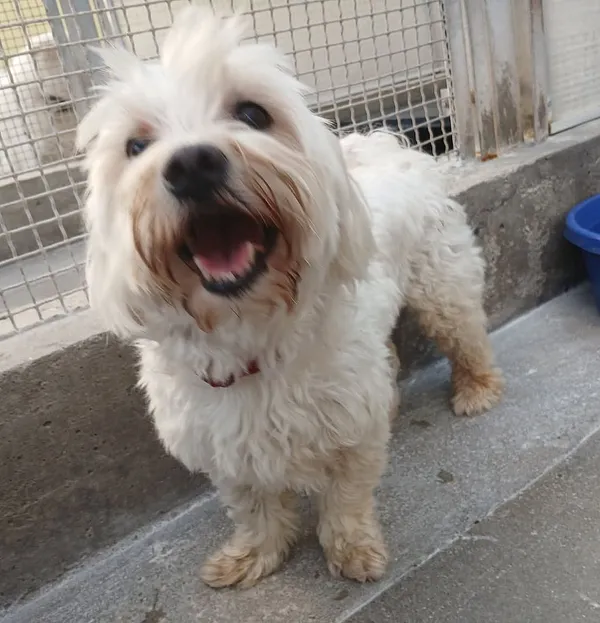 Znaleziono psa, Gdańsk, 3 sierpnia 2025