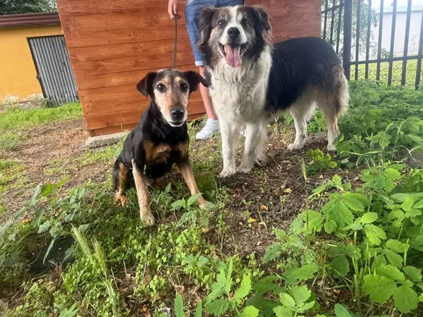 Znaleziono psa, Krośniewice, 4 sierpnia 2025