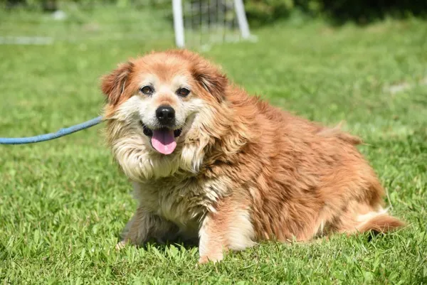 Pies do adopcji, Ropczyce, 4 sierpnia 2025