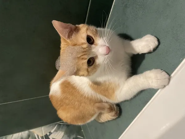 Zaginął kot, Łódź, 3 sierpnia 2025