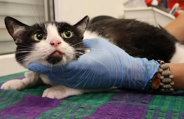 Znaleziono kota, Łódź, 4 sierpnia 2025 (1/2)