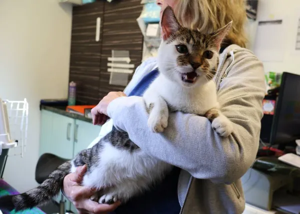 Znaleziono kota, Łódź, 3 sierpnia 2025