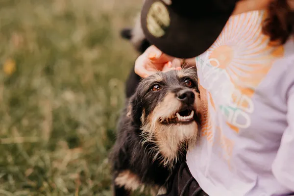 Pies do adopcji, Czartki, 4 sierpnia 2025 (5/5)