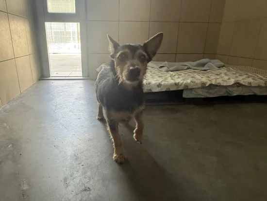 Pies do adopcji, Kraków, 19 lipca 2025