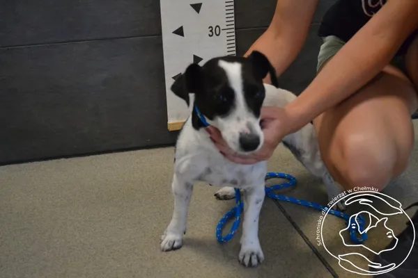 Znaleziono psa, Chełmek, 3 sierpnia 2025