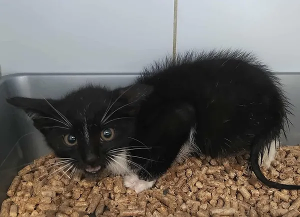 Znaleziono kota, Lublin, 3 sierpnia 2025