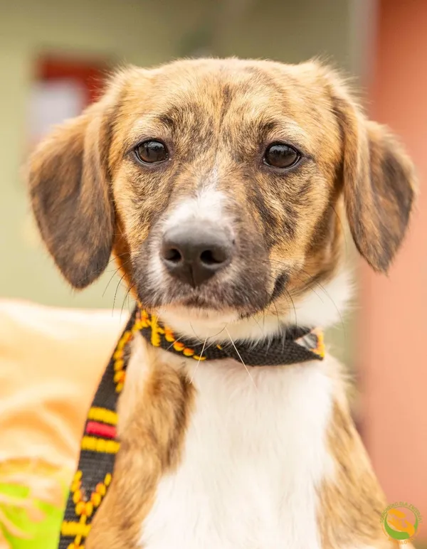 Znaleziono psa, Skałowo, 4 sierpnia 2025 (1/3)