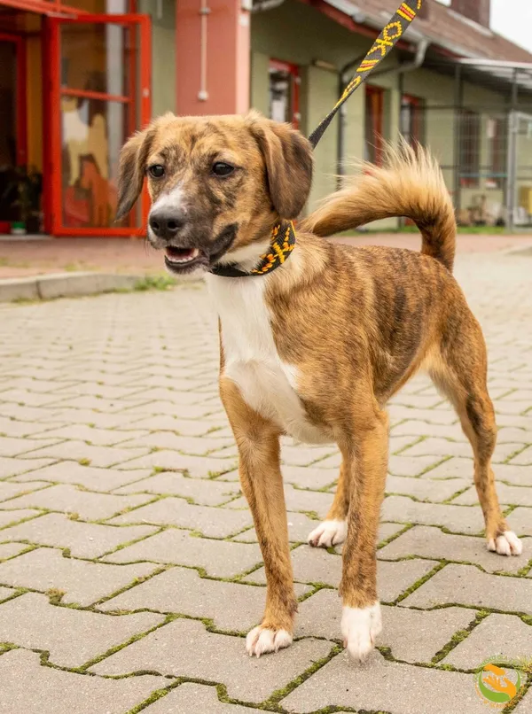 Znaleziono psa, Skałowo, 4 sierpnia 2025 (2/3)