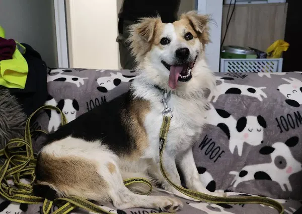 Znaleziono psa, Łódź, 4 sierpnia 2025 (4/5)