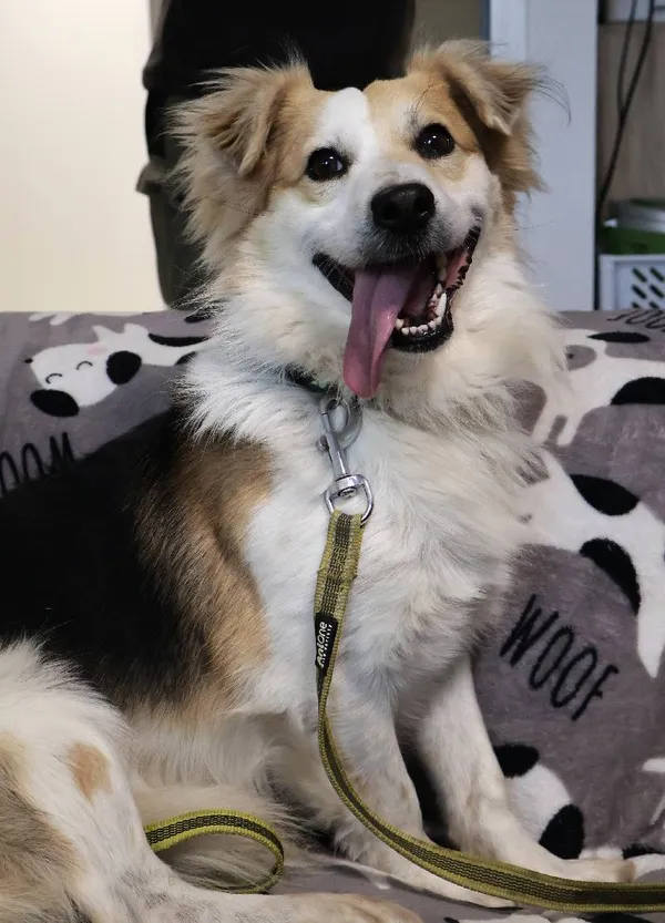 Znaleziono psa, Łódź, 4 sierpnia 2025 (5/5)