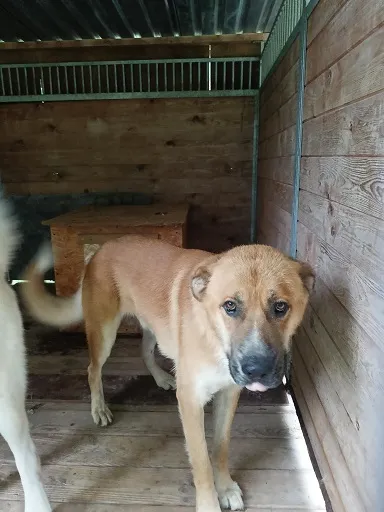 Pies do adopcji, Orzechowce, 4 sierpnia 2025 (2/5)