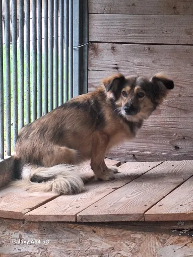 Pies do adopcji, Orzechowce, 3 sierpnia 2025 (2/5)