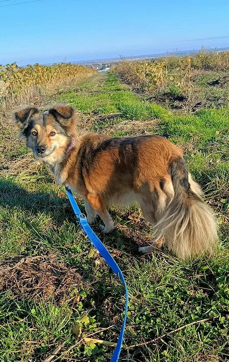 Pies do adopcji, Orzechowce, 3 sierpnia 2025 (5/5)