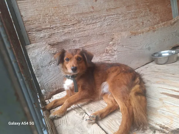 Pies do adopcji, Orzechowce, 3 sierpnia 2025 (1/4)